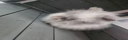 Lionhead rabbits for sale: Double maned rabbit - Advert 3