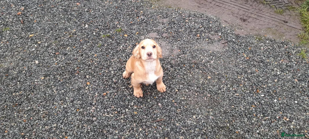 Cocker Spaniel dogs for sale: Working Cocker Spaniel - Advert 12