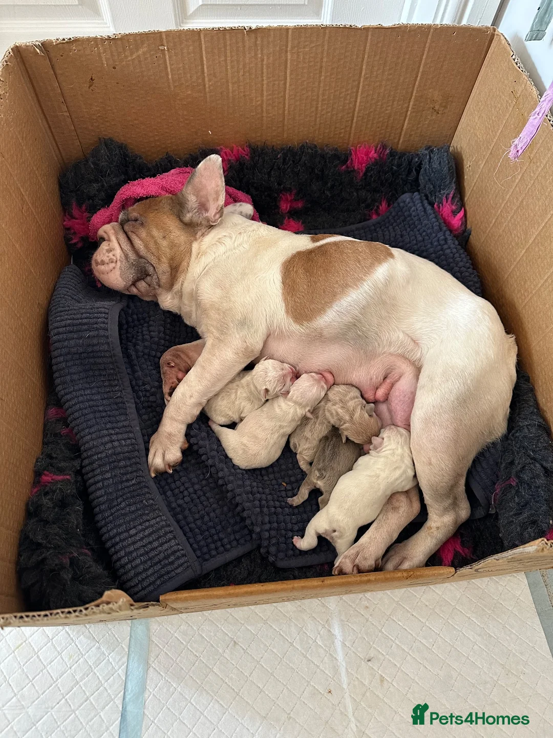French Bulldog dogs for sale: French bulldog puppies - Advert 2