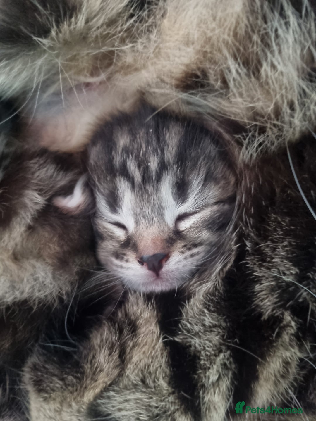 Ragdoll cats for sale: Boy and girl tabby X Ragdoll - Image 9