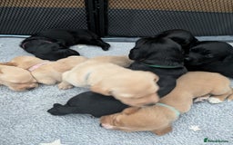 Labrador Retriever dogs for sale: Retriever Labrador puppys for sale - Image 5