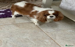 Cavalier King Charles Spaniel dogs for sale: Beautiful ADULT FEMALE CKCS - Image 7