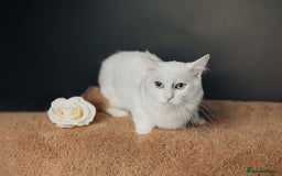 Munchkin cats for stud: Pedigree Munchkin for stud duties  in Ивсхам - Image 2