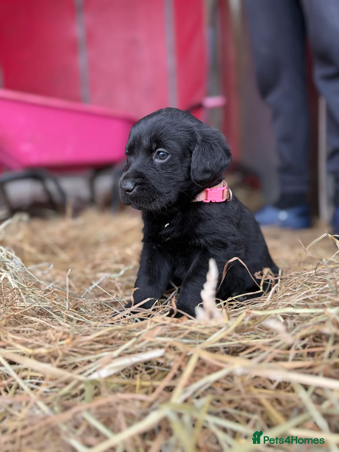 Labrador Retriever dogs for sale: Labrador retriever pups for sale black and gold X in Newark - Advert 2