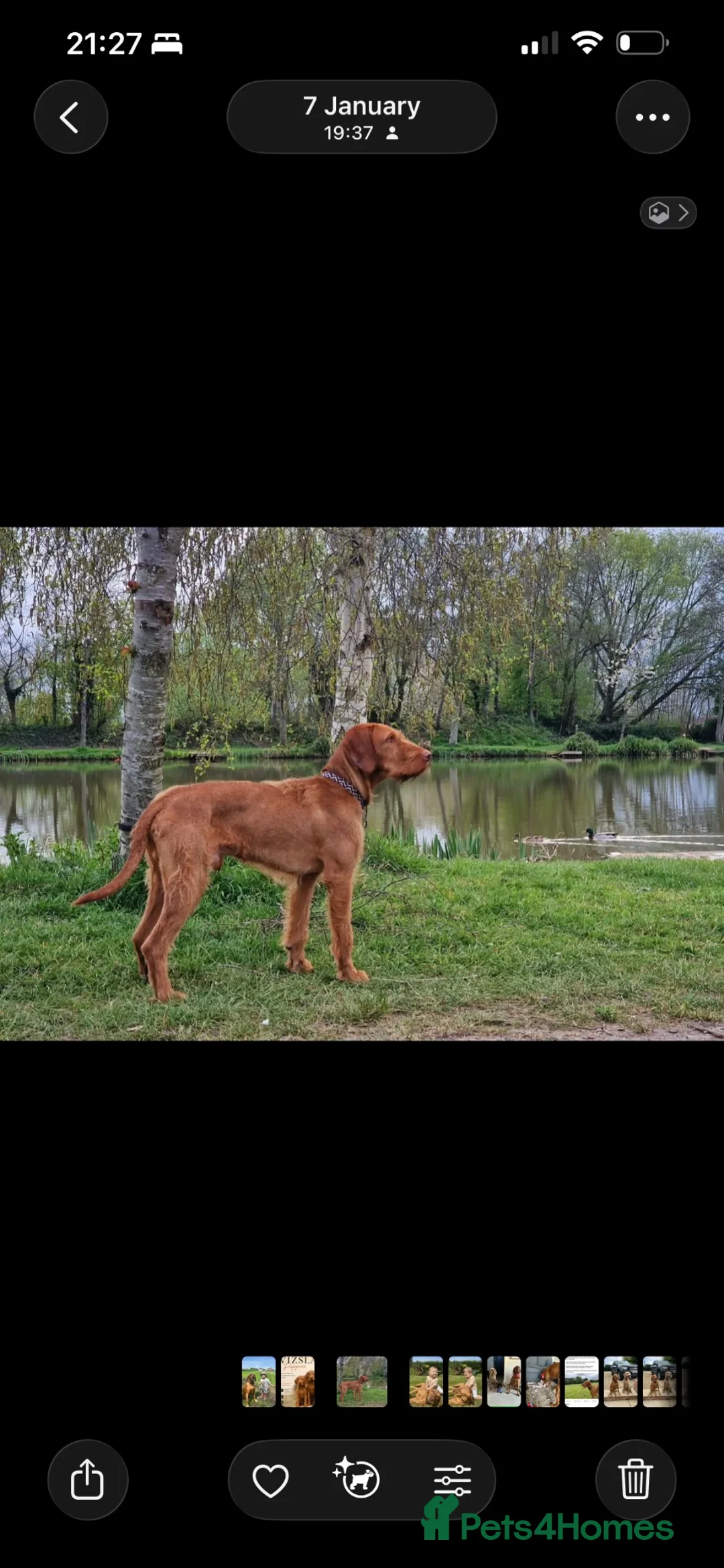 Hungarian Vizsla dogs for sale: Wirehaired Hungarian Vizsla in Doncaster - Advert 2
