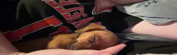 Mixed Breed dogs for sale: Beautiful little girl  - Advert 4