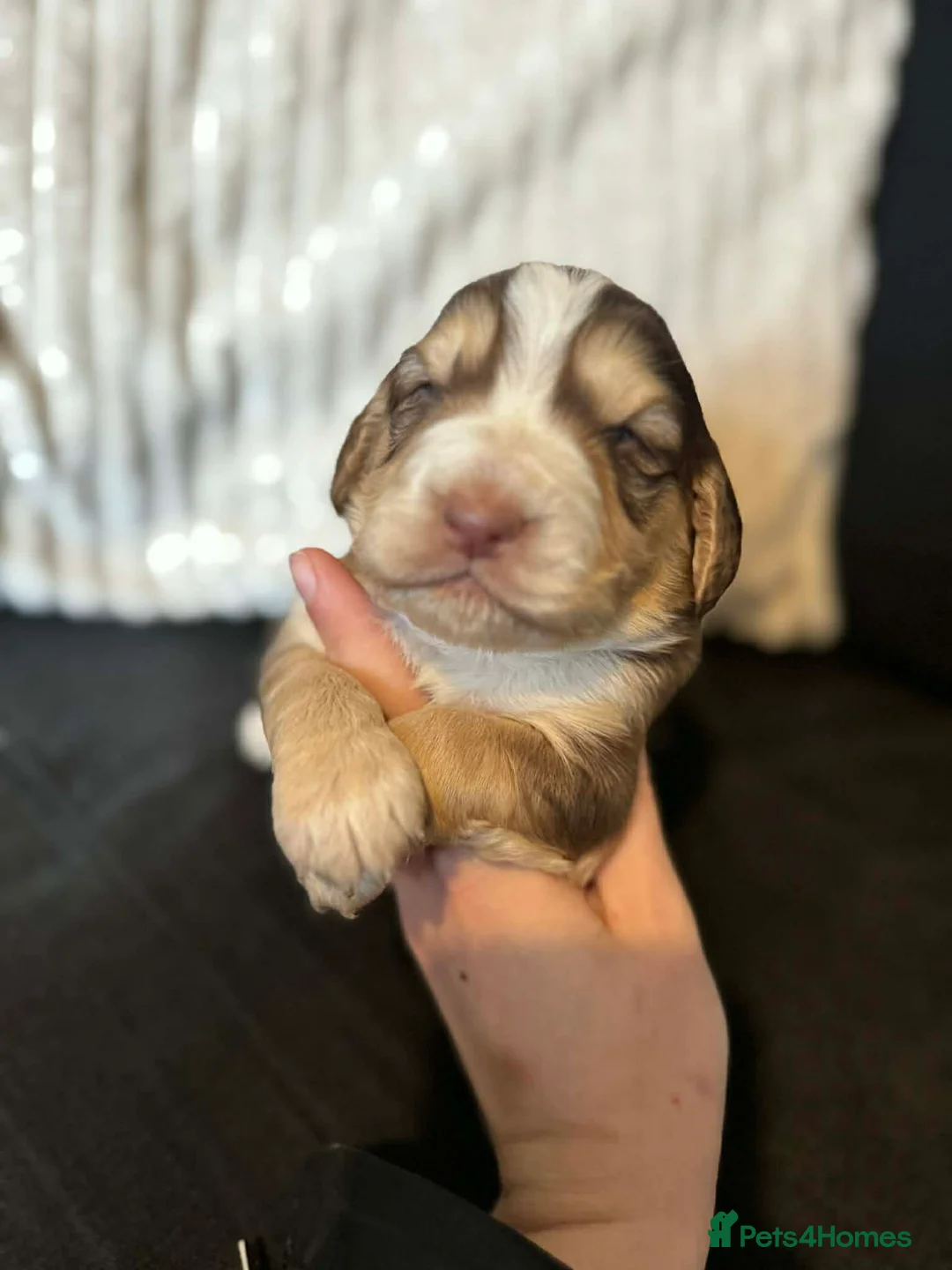 Cocker Spaniel dogs for sale: 4 Beautiful working cocker spaniel 😍 in Walsall - Advert 11