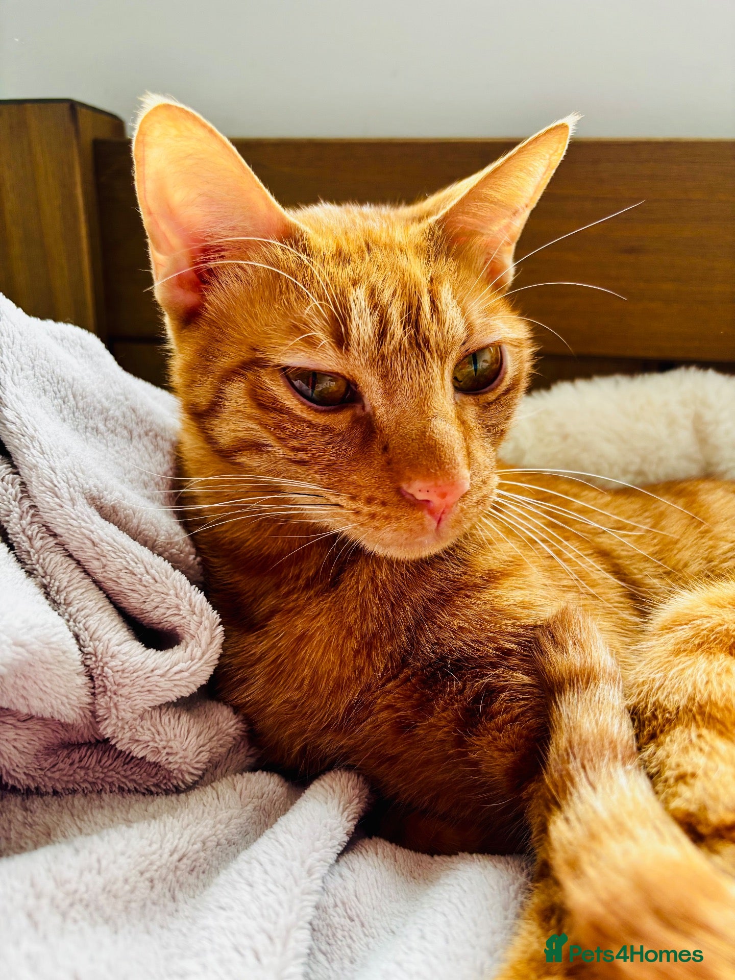 Arabian Mau cats Albert looking for quite indoor home  - Advert 2