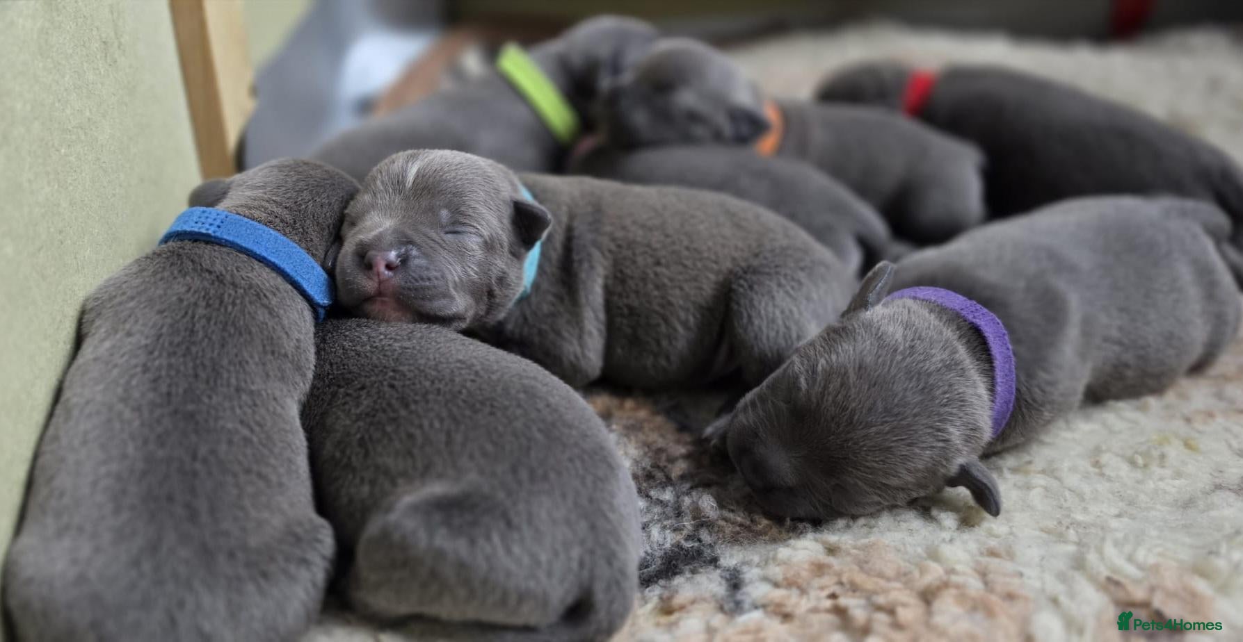 Staffordshire Bull Terrier dogs 8 Stunning staffie puppies  - Advert 1