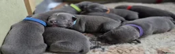 Staffordshire Bull Terrier dogs for sale: 8 Stunning staffie puppies  - Advert 1