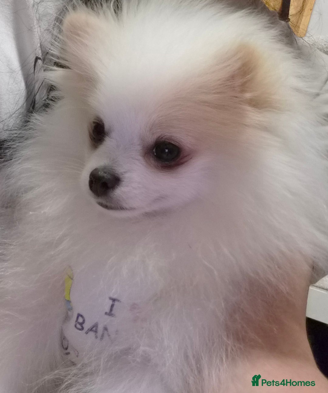Pomeranian dogs for sale: 💝💝High-quality Korea/Russia Beautiful boys💝💝 - Image 9