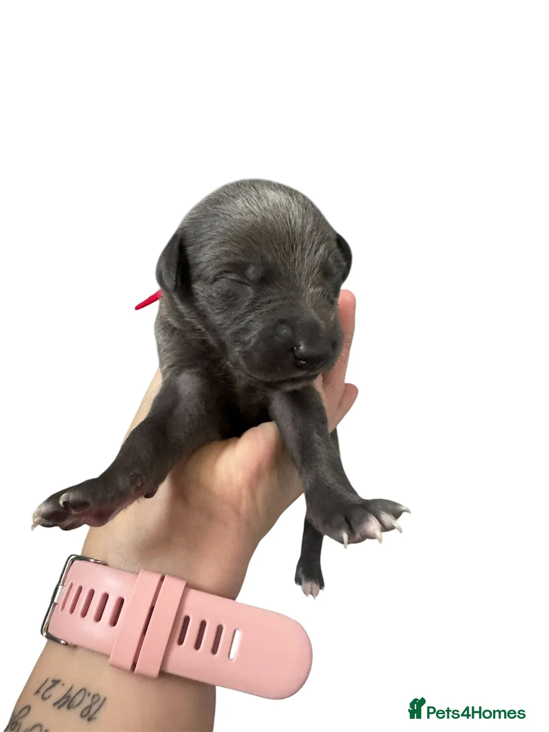 Whippet dogs for sale: Only 3 boys Quality pedigree whippet puppies left  - Advert 31