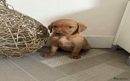 Labrador Retriever dogs for sale: Stunning Fox red labradors  - Image 22