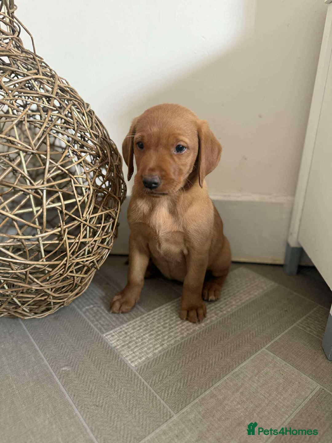 Labrador Retriever dogs for sale: Stunning Fox red labradors  - Image 22