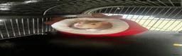 Rat rodents for sale: 4 friendly female rats, cage , accessories  - Advert 4