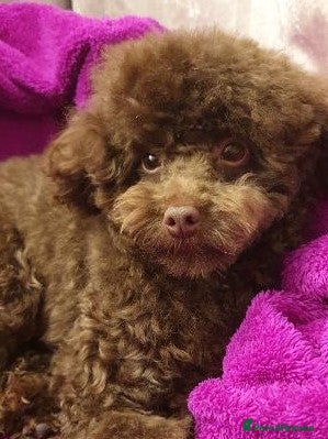 Toy Poodle dogs Tiny kc reg chocolate toy poodle.STUD ONLY! in Lincoln - Advert 7