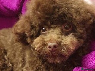 Toy Poodle dogs in Lincoln - Advert 13