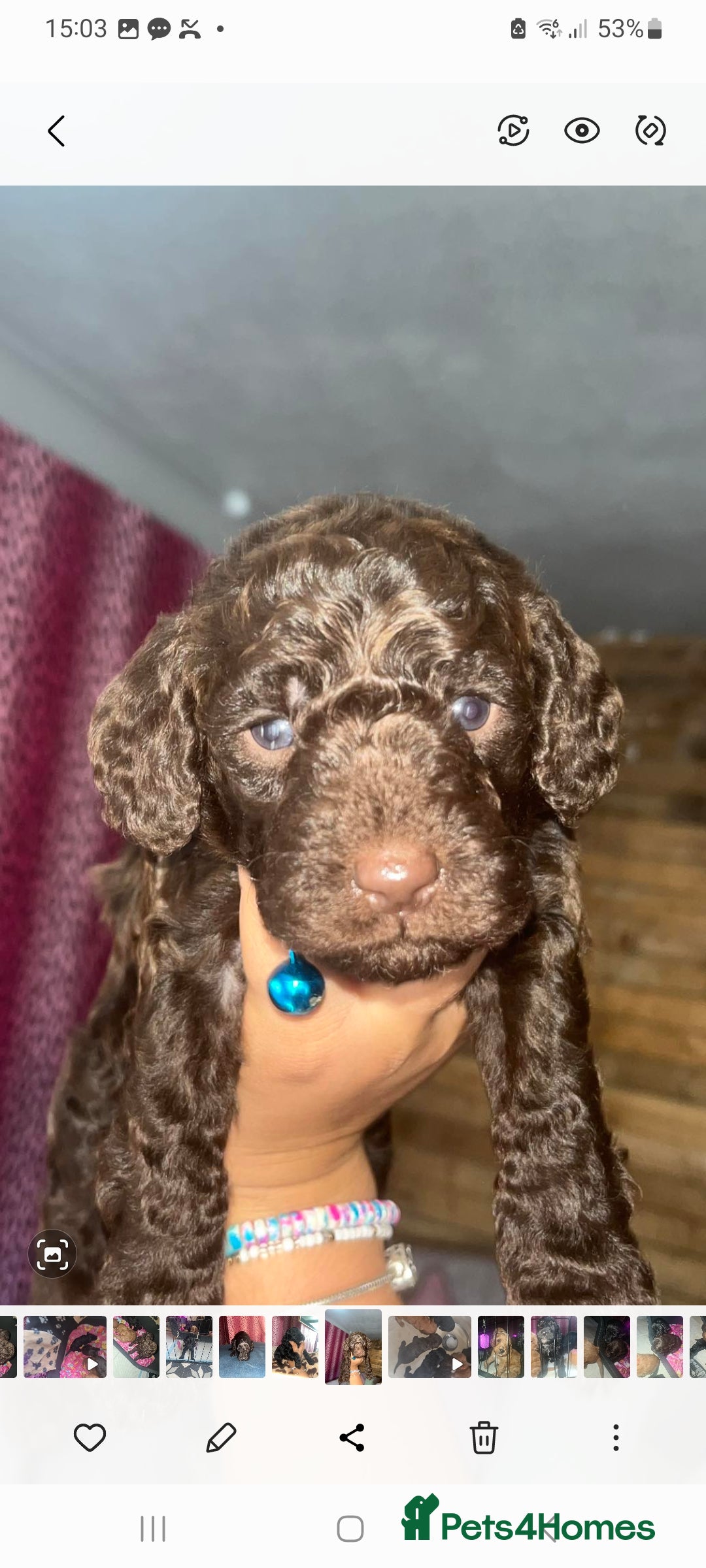 Cockapoo dogs for sale: F3 cockapoos - Image 1