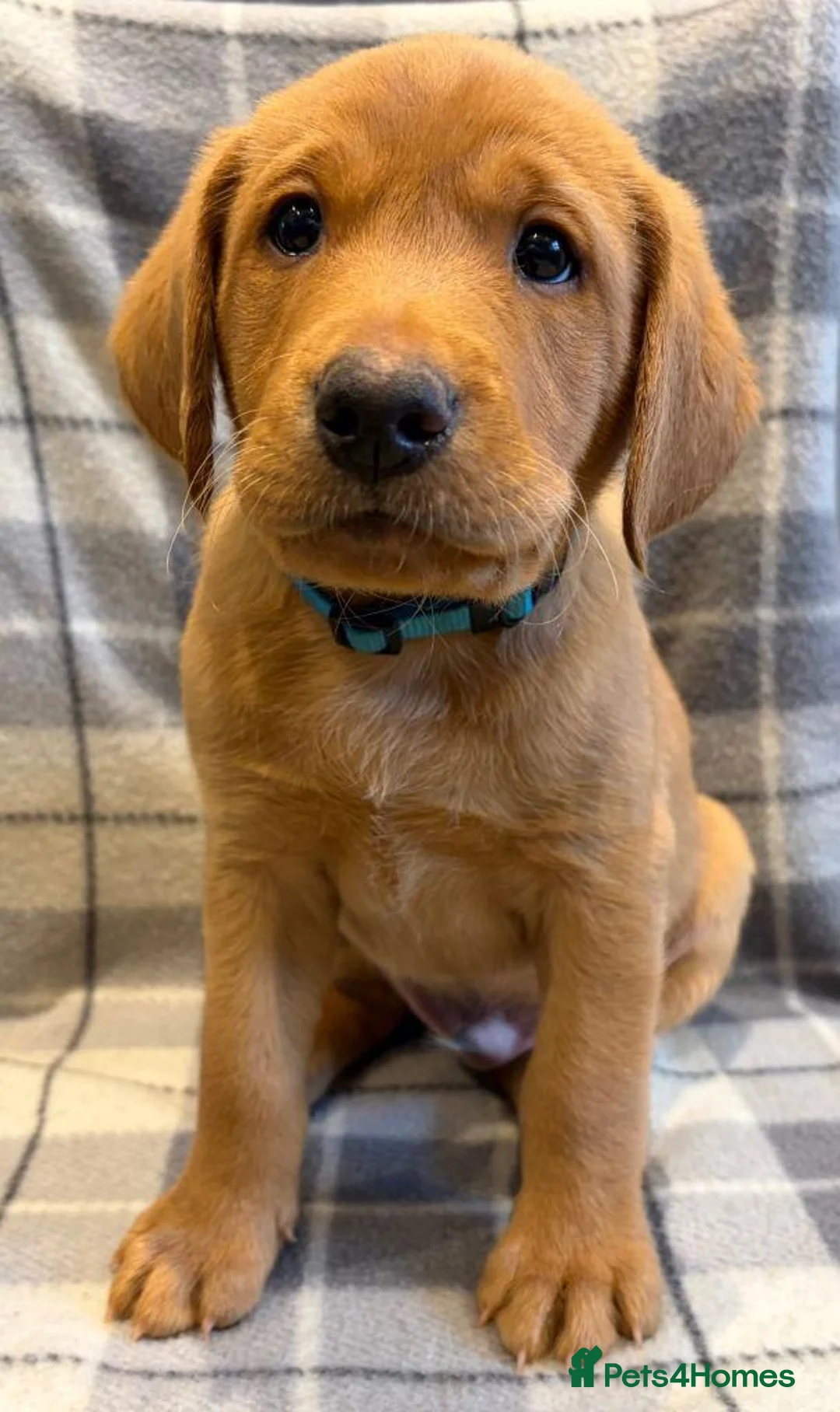 Labrador Retriever dogs for sale: Beautiful Fox Red Labrador Retriever Puppies  in Northampton - Advert 9