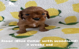 Cavalier King Charles Spaniel dogs for sale: Excessively tested Cavalier King Charles Spaniels - Image 13