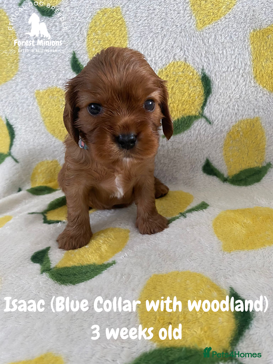 Cavalier King Charles Spaniel dogs for sale: Excessively tested Cavalier King Charles Spaniels - Image 13