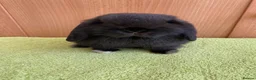 Mini Lop rabbits for sale: Mini Lop Babies - Ready now - Advert 2