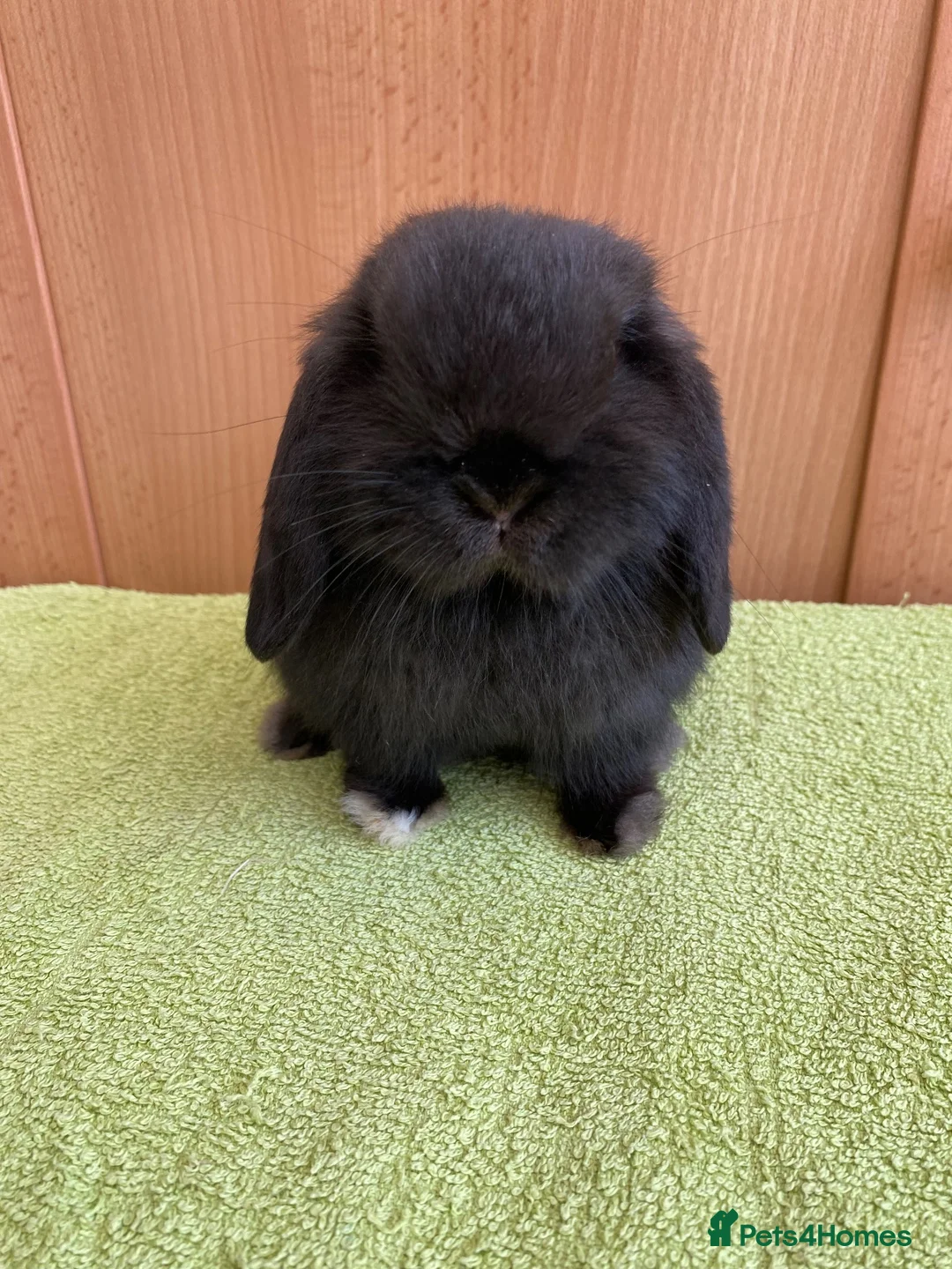 Mini Lop rabbits for sale: Mini Lop Babies - Ready now - Advert 2