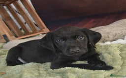 Labrador Retriever dogs for sale: 2 stunning KC Labrador boys left  - Image 4