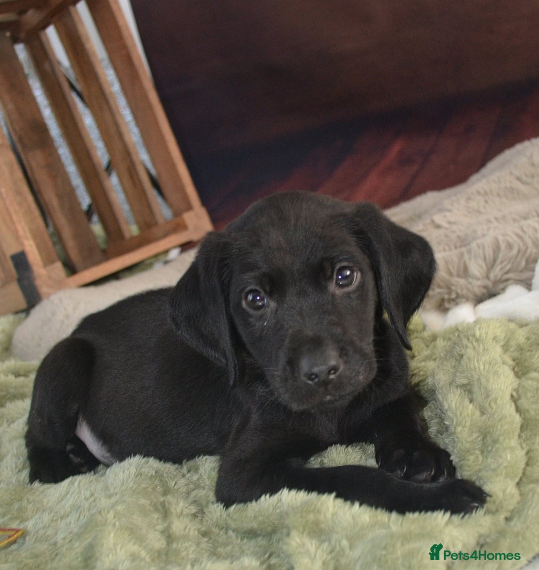 Labrador Retriever dogs for sale: 2 stunning KC Labrador boys left  - Image 4