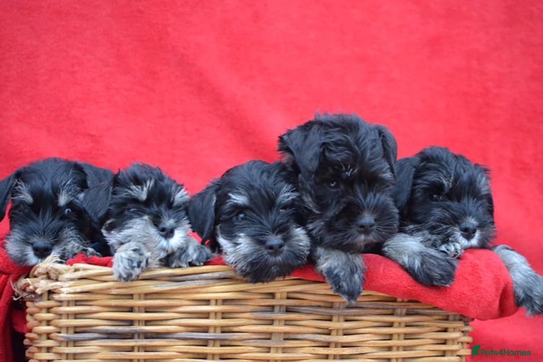 Miniature Schnauzer dogs for stud: Proven stud  in Cannock - Image 2