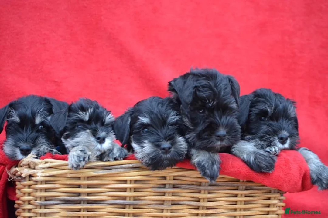 Miniature Schnauzer dogs for stud: Proven stud  - Advert 2