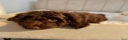 Cavapoo dogs for sale: Premium Quality Teddy Toy Cavapoos F1B - Advert 3