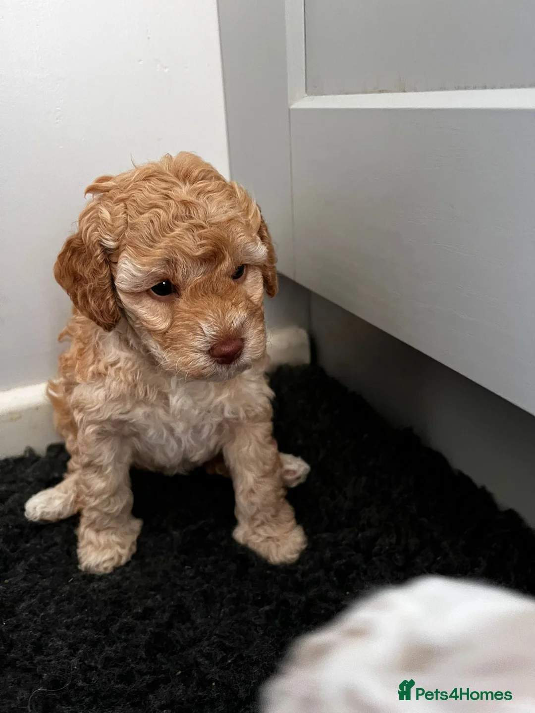 Miniature Poodle dogs for stud: Archie well Proven stud miniature poodle  in Chard - Advert 12