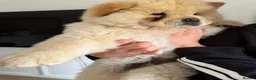 Chow Chow dogs for sale: Adorable Chow Chow in Northampton - Advert 6