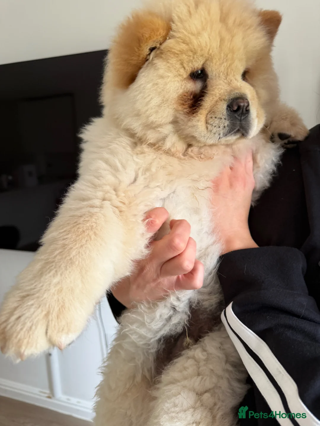 Chow Chow dogs for sale: Adorable Chow Chow in Northampton - Advert 6
