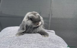 Mini Lop rabbits for sale: Mini Lops Ready to Leave Now! - Image 11
