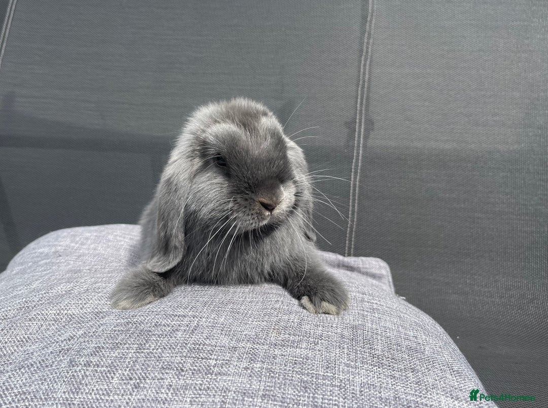 Mini Lop rabbits for sale: Mini Lops Ready to Leave Now! - Image 11