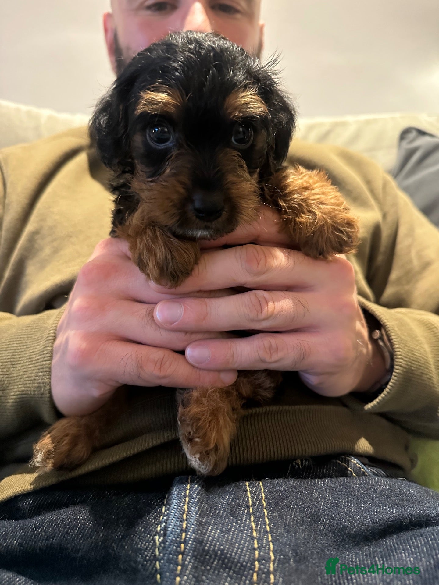 Mixed Breed dogs Beautiful F1 Jackapoos  - Advert 4