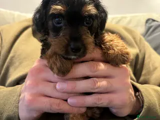 Mixed Breed dogs Beautiful F1 Jackapoos - Advert 4
