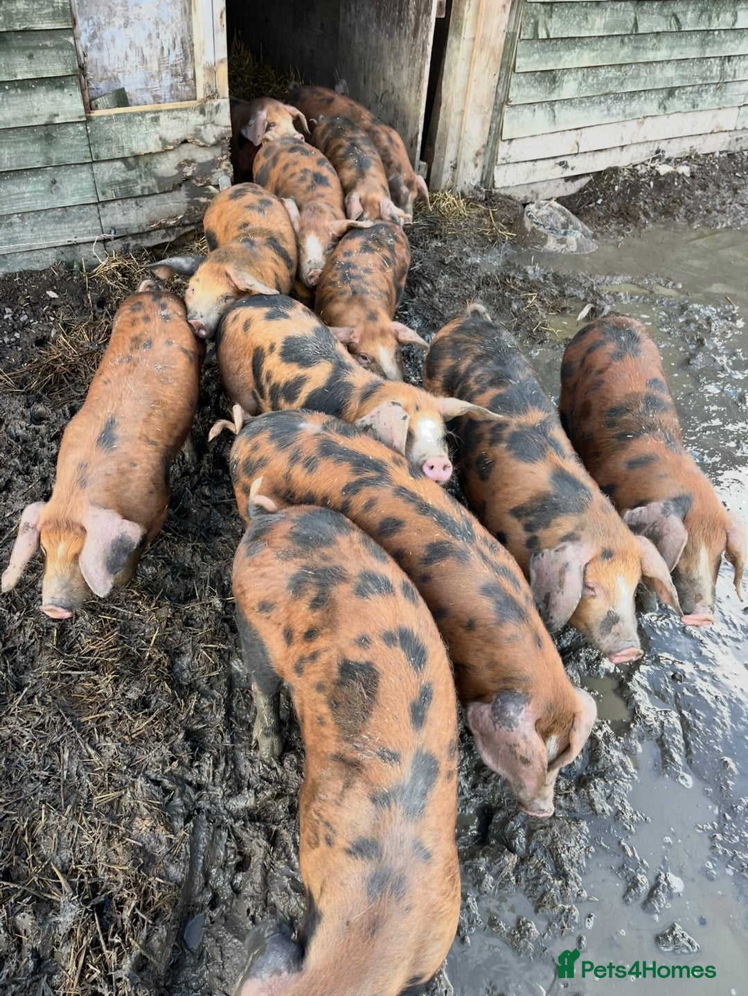 Pig livestock for sale: Oxford Sandy Black Weaners - Advert 2