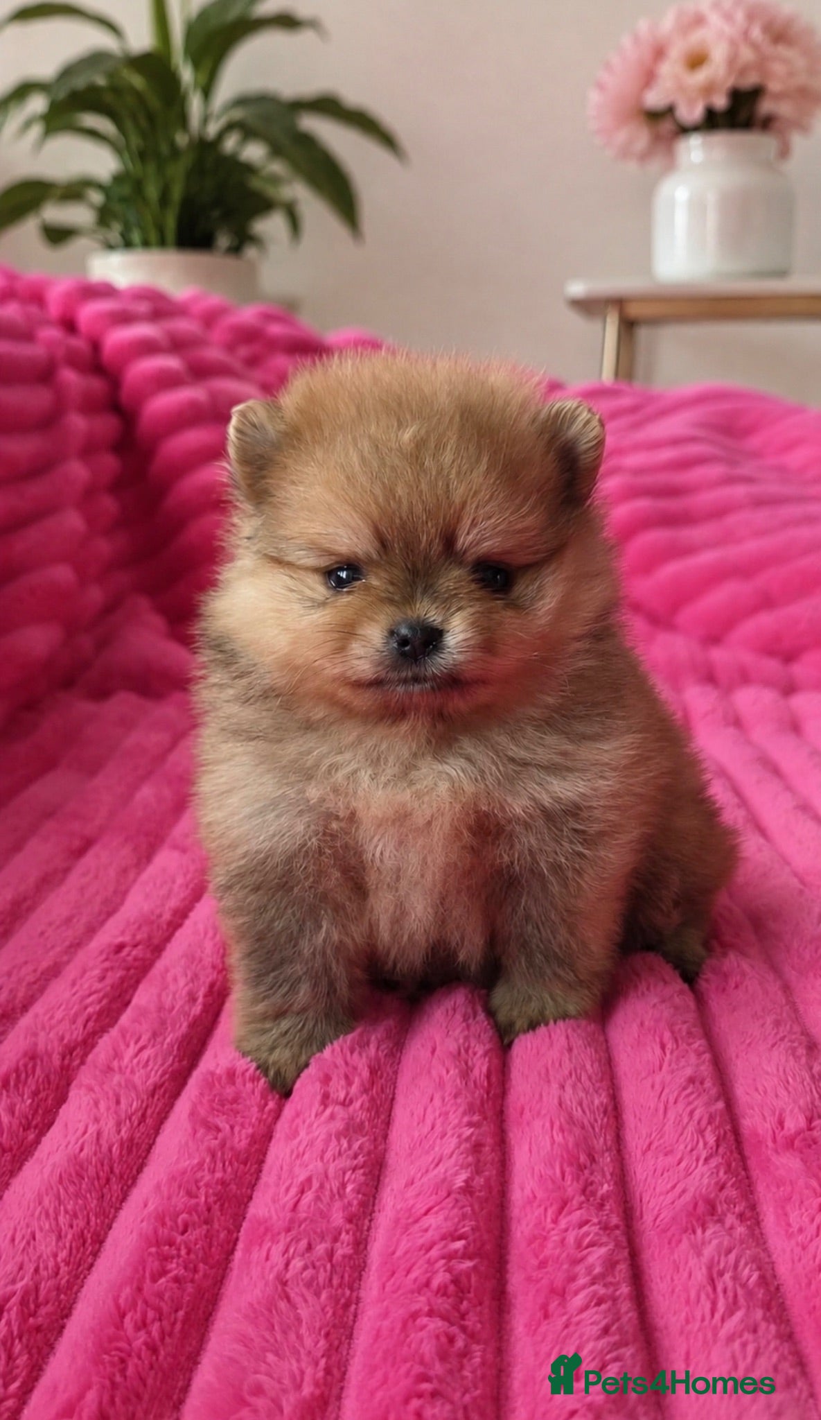 Pomeranian dogs ❤️ Exceptional KC Registered Pomeranian Puppies ❤️ - Advert 12
