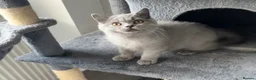 British Shorthair cats for sale: LAST BOY- Stunning British Shorthair Kitten  - Advert 6