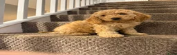 Cockapoo dogs for sale: Three beautiful cockapoo puppies  in Llanelli - Advert 14