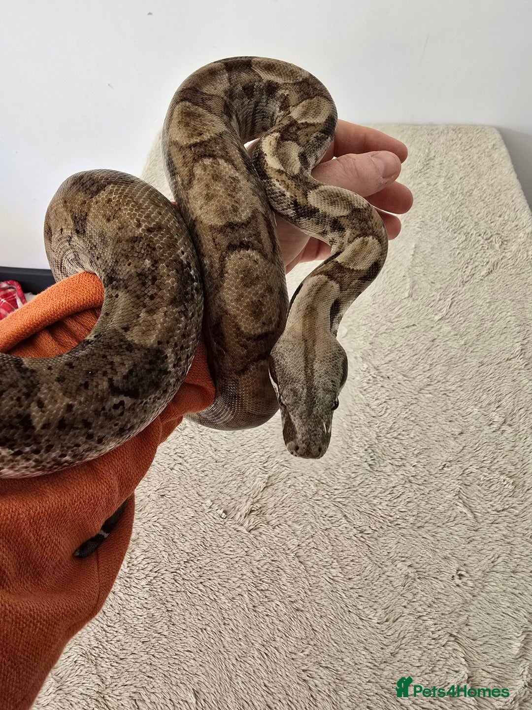 Boa Snake reptiles for sale: Boa Constrictor Job Lot – 3 Stunning 2022 Boas - Image 7