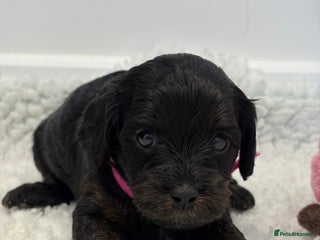 Cavapoo dogs LAST FEMALE - F1 Cavapoo - Parents DNA Tested - Advert 2