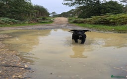 Mixed Breed dogs for sale: Tilly the Sheprador GSD/Lab cross - Image 10