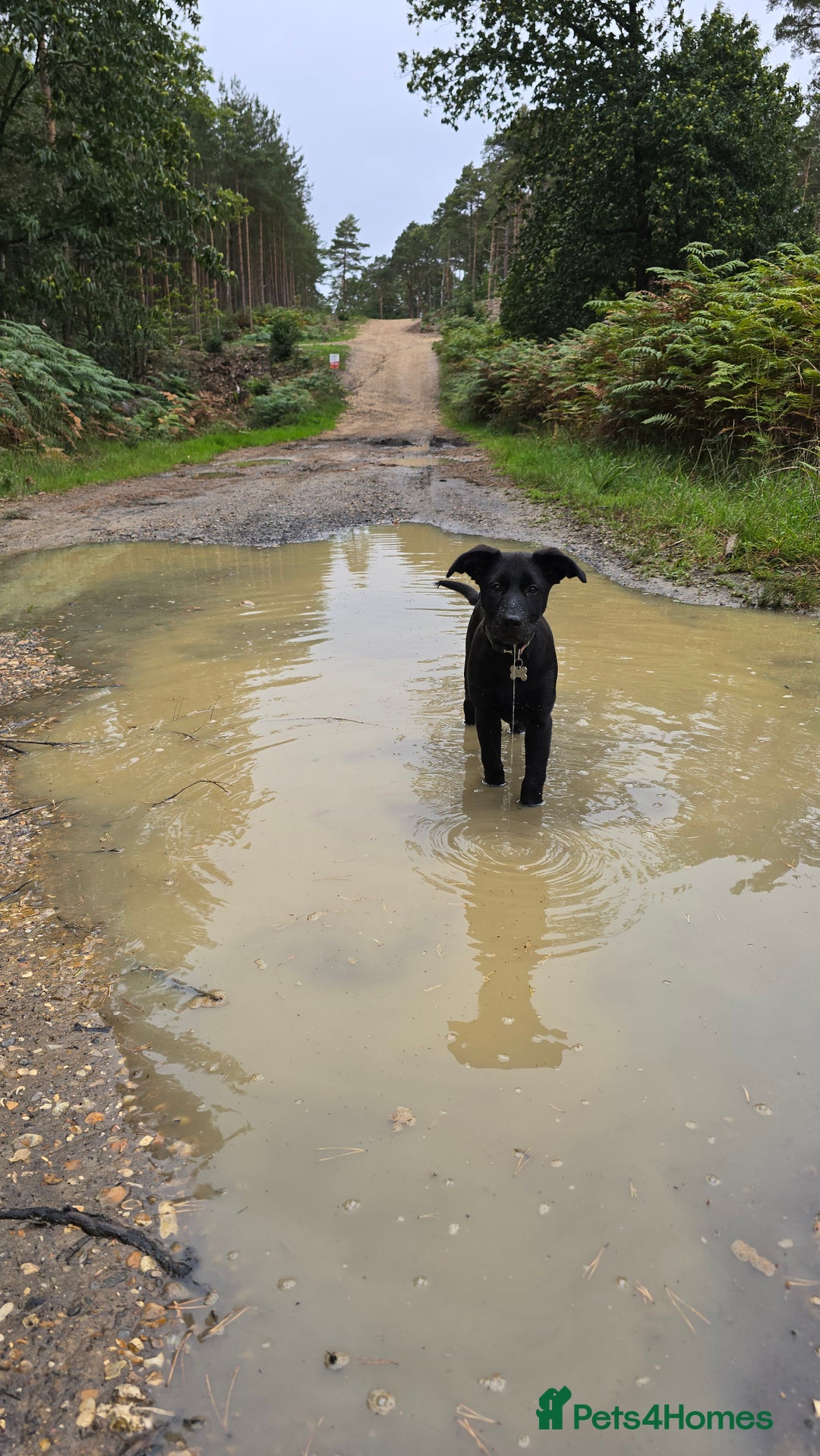 Mixed Breed dogs for sale: Tilly the Sheprador GSD/Lab cross - Image 10