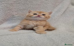 British Shorthair cats for sale: Beautiful British shorthair kittens - Image 9