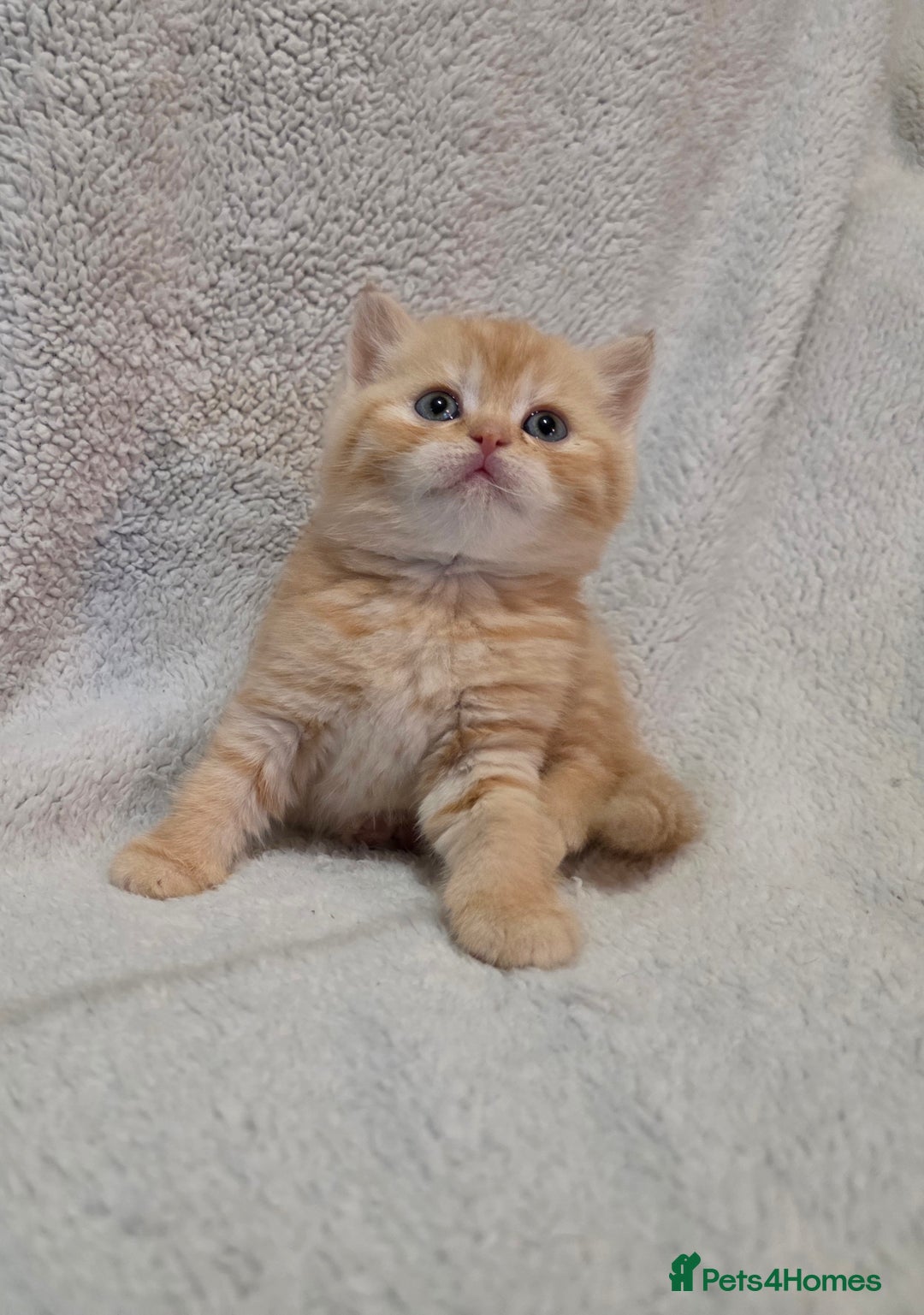 British Shorthair cats for sale: Beautiful British shorthair kittens - Image 9