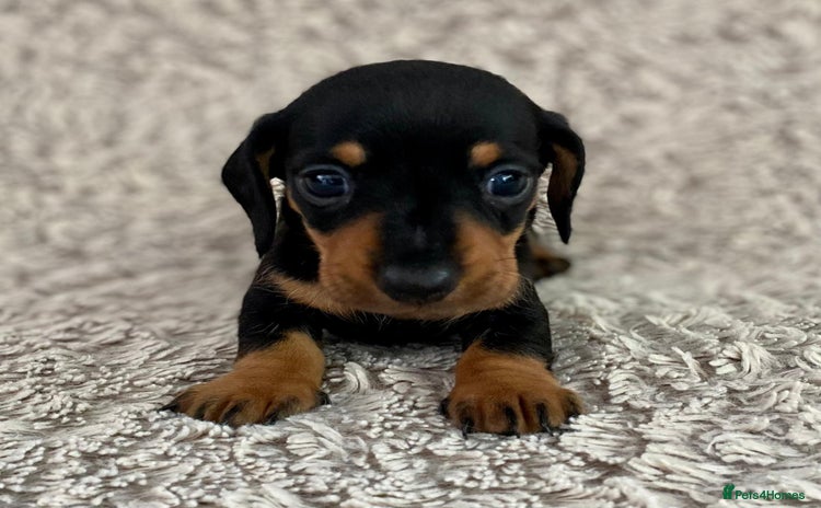 Dachshund dogs - Advert 4